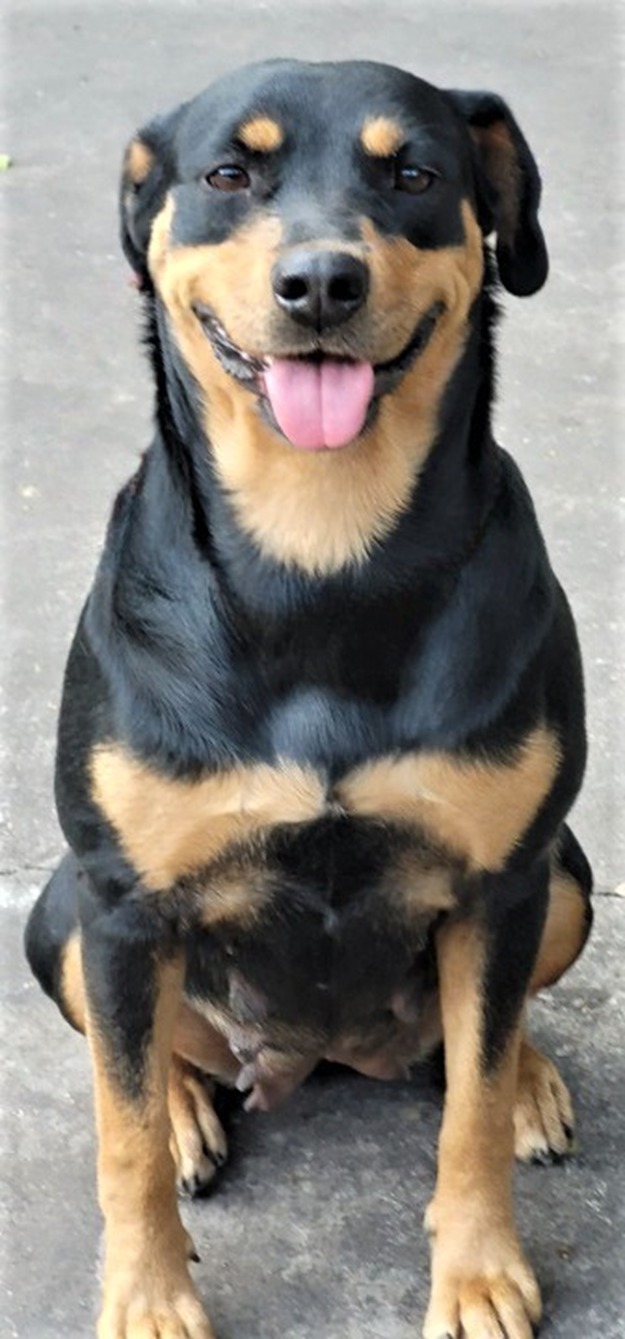 Joan possui pelo preto com manchas cor caramelo na região das patas e do focinho. Ela está sentada olhando fixamente para câmera com a língua pra fora.